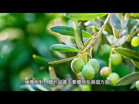 橄欖樹風水|種樹改運：實用風水術